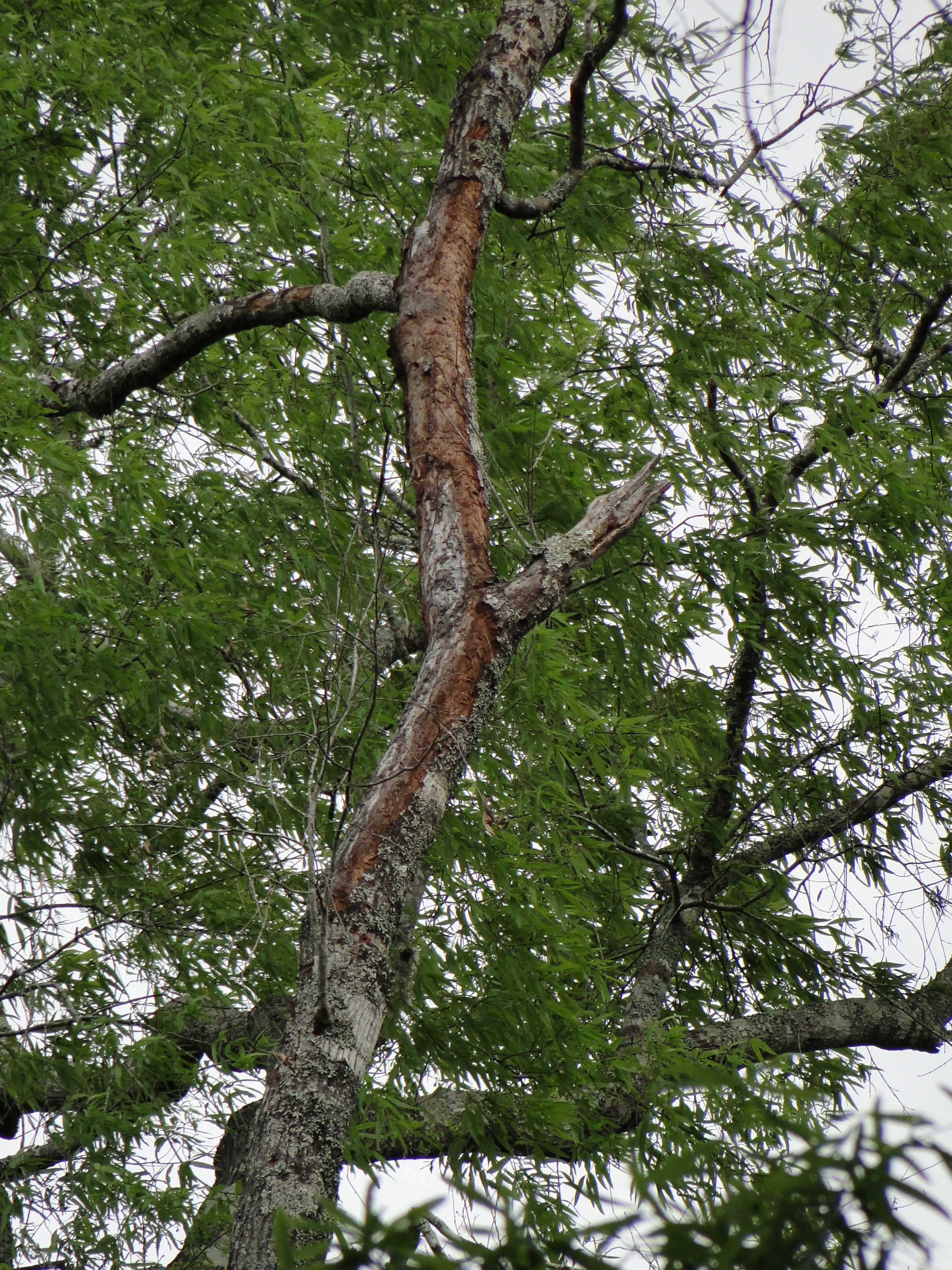 wiloak