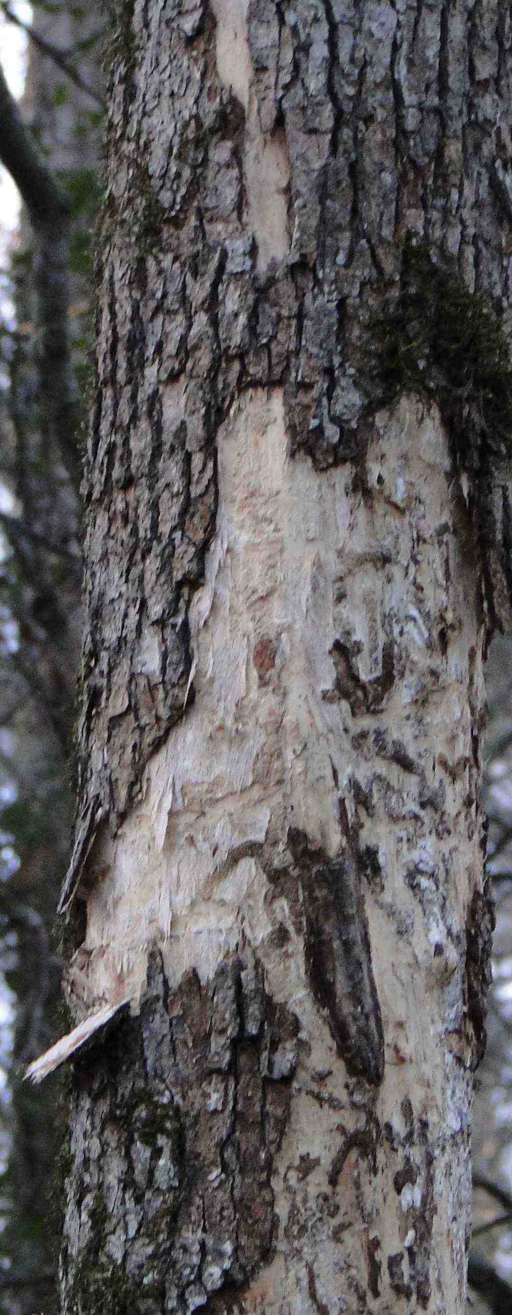 young oak