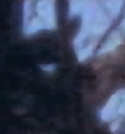 Reconyx image and detail. Old Project Coyote search area, March 2009
